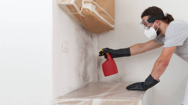 Professional Basement Mold Remediation technician working in Roaring Spring, PA